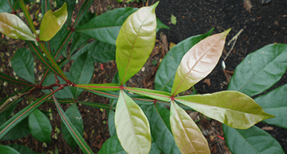 Hojas de la quassia amara