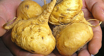 Foto de los tres tipos de maca peruana