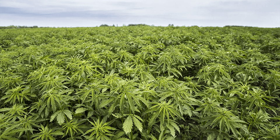 Imagen de una plantacion de cañamo